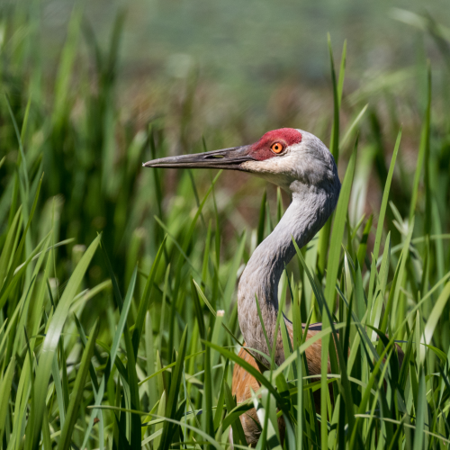 Sandhill Crane