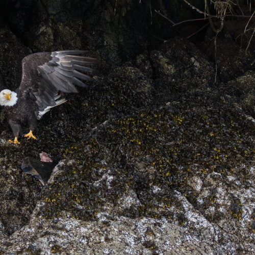 Bald Eagle