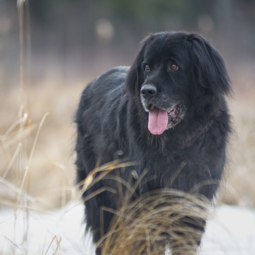 Winter Walks