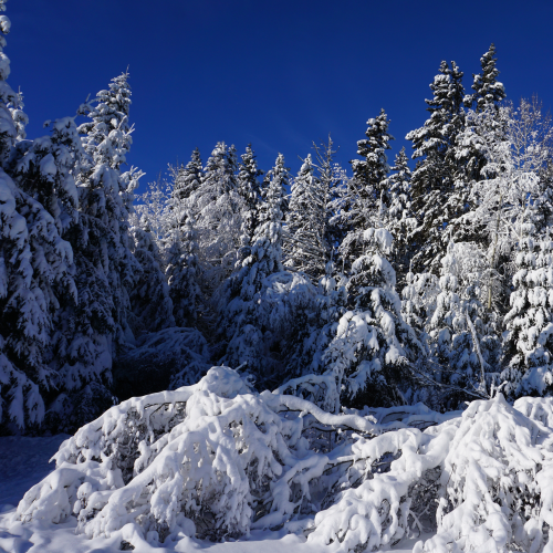 Bowing to Snow