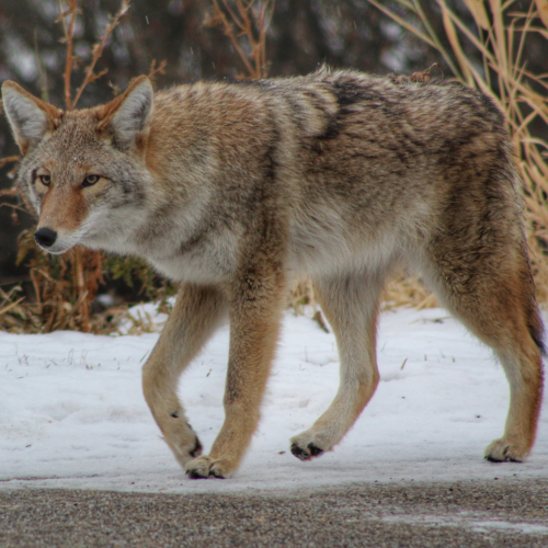 Coyote Creeping 
