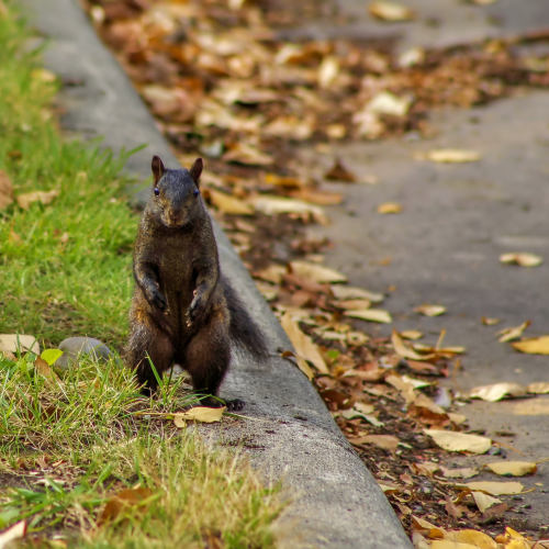 Black Squirrel Standing Tall