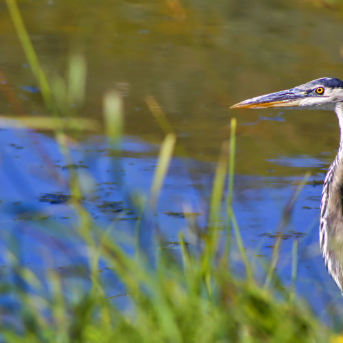 Blue Heron By The Water