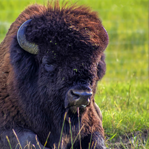 Grumpy Bison