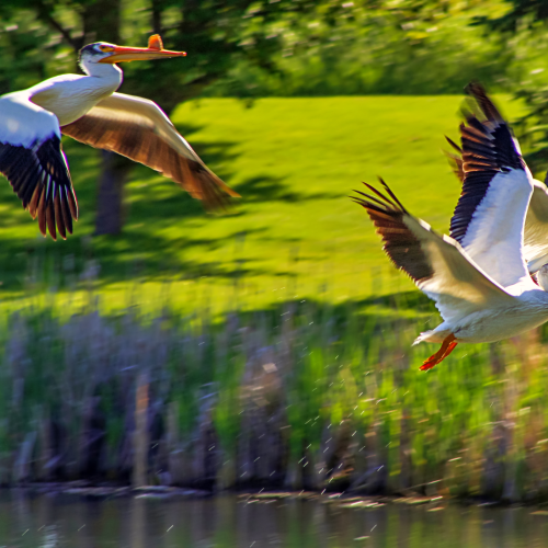 Pelicans In Flight