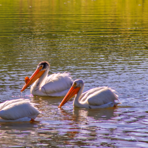 Pelicans Swimming