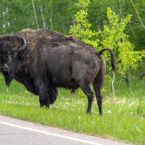 Bison By The Road