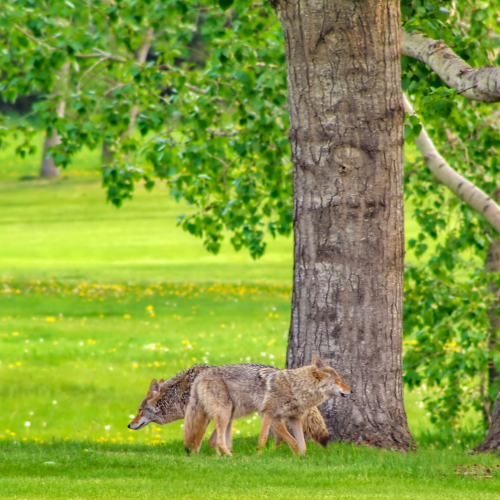 Two Coyotes Grazing