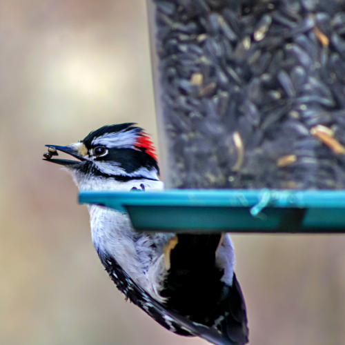 Woodpecker Getting Food