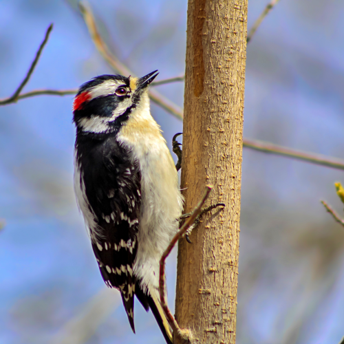 Woodpecker On A Tree