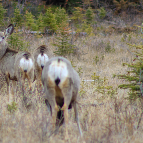 Deer Grazing