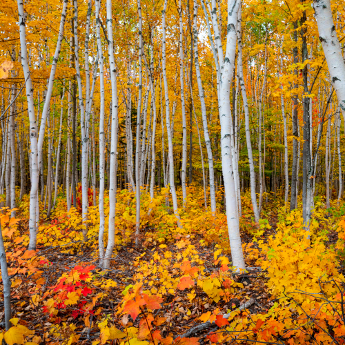 Forest in the Fall