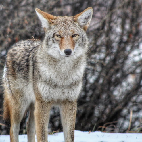 Wild Coyote Stare