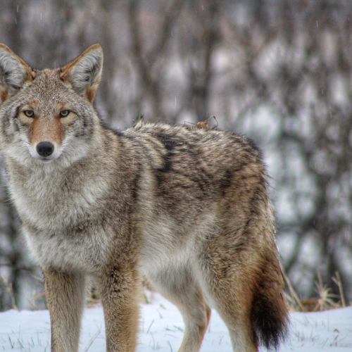 Coyote Stare Down