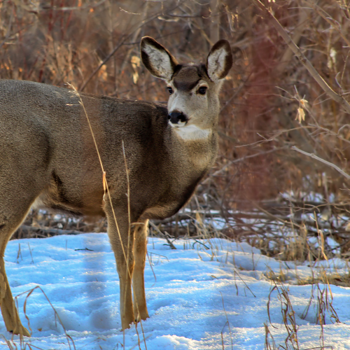 Deer In The Snow