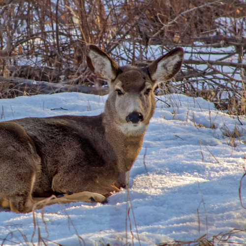 Deer Laying In Snow
