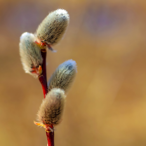 Macro Pussy Willows