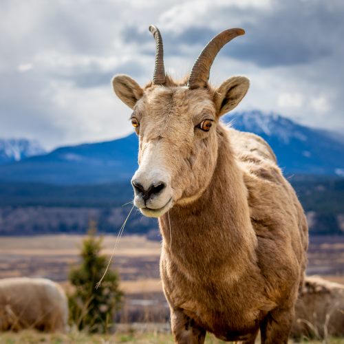 Curious Bighorn Sheep