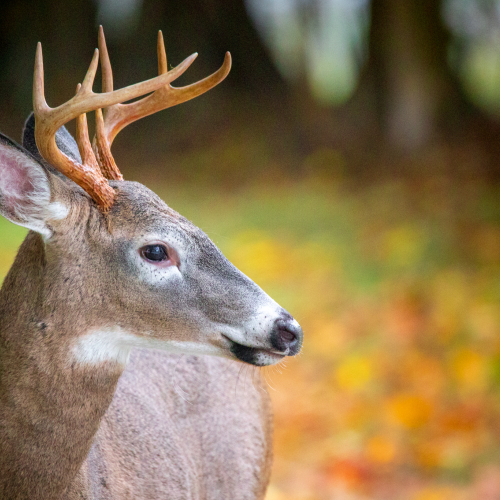 White-Tailed Deer
