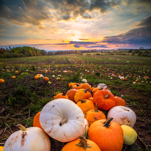Pumpkin Fields Forever