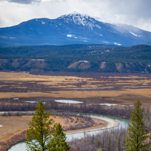 Bighorn Sheep and the Columbia River