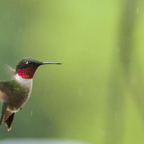 Hummingbird in the rain