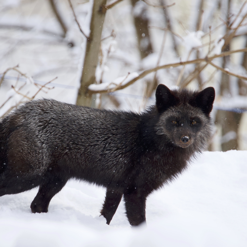 Silver Fox in the snow
