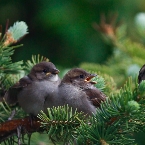 Backyard Birds