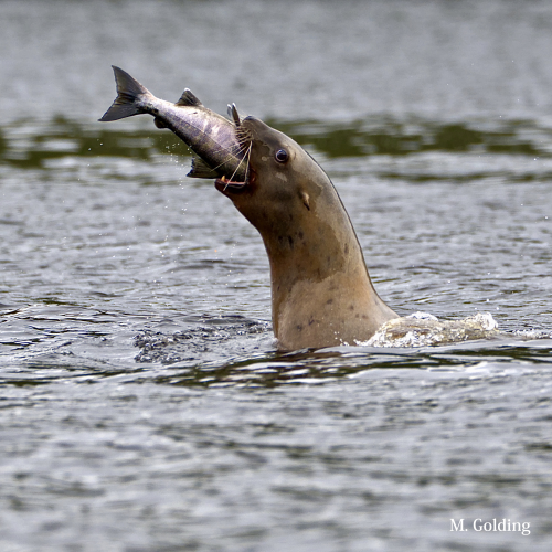 salmon lunch