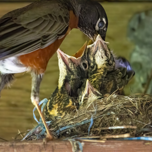 Feeding Time!