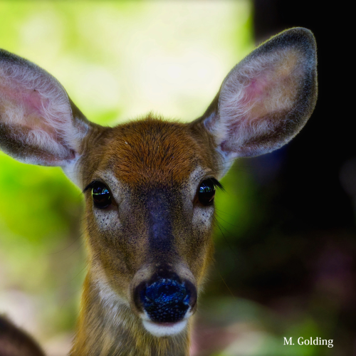 Curious yearling