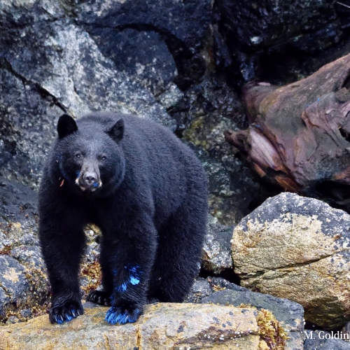 MISCHIEVOUS BLACK BEAR