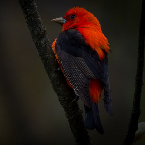 Scarlet Tananger - Point Pelee