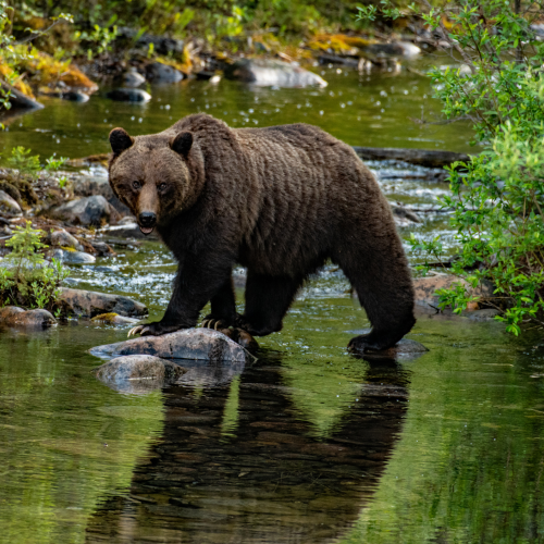Sow Grizzly Crossing Creek 1