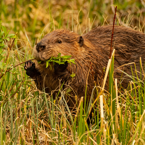 Beaver Eating Willow Shoots 1