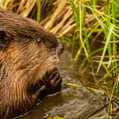 Beaver Eating Horsetail 2
