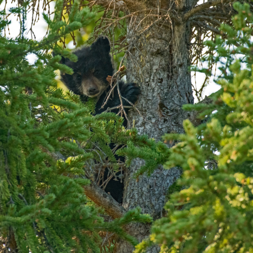 Black Bear Cub 1
