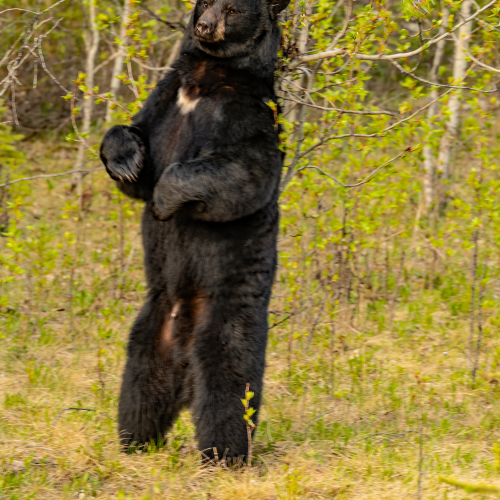 Black Bear Marking Tree 2