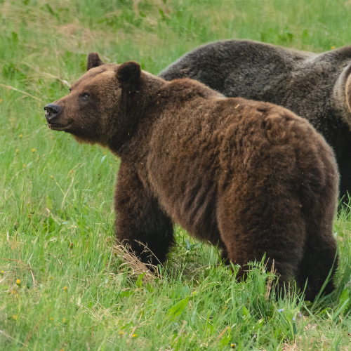 Boar And Sow Grizzly Bears 4