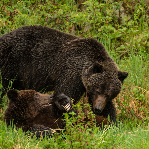 Boar And Sow Grizzly Bears 10