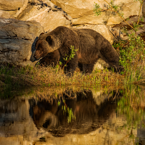 Boar Grizzly 2