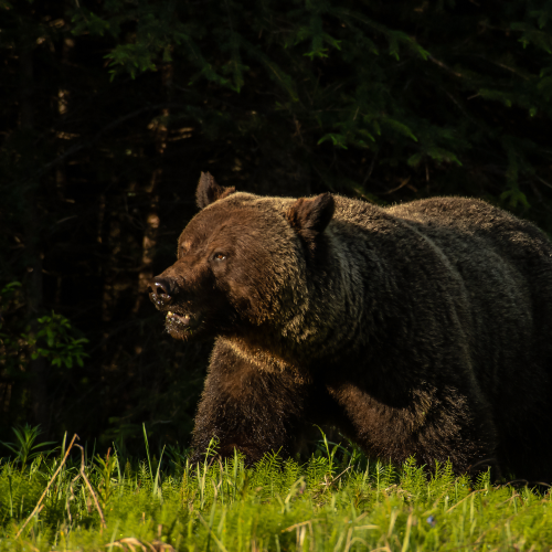 Boar Grizzly Bear 43