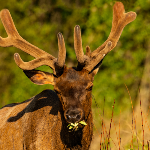 Bull Elk In Velvet 1