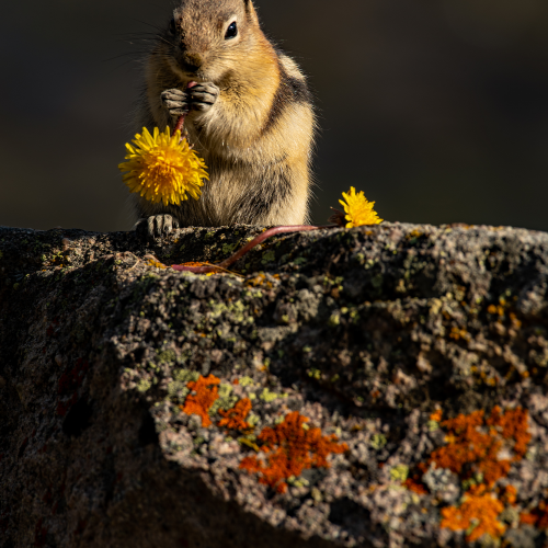 Golden-mantled Ground Squirrel 3