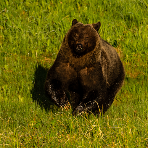 Grizzly Bear Running 2