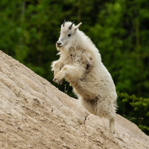 Kid Mountain Goat At Mineral Lick 1