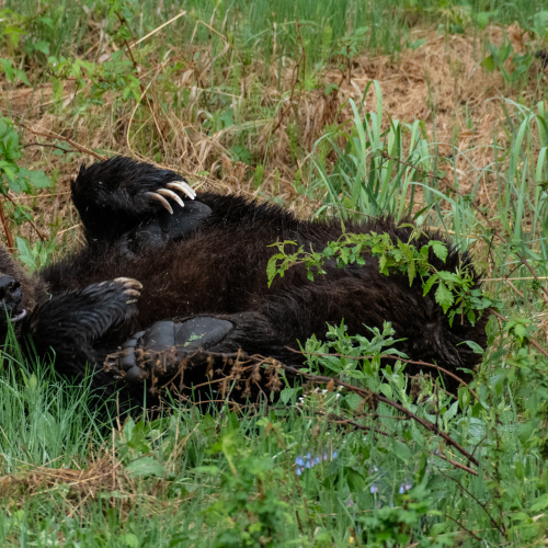 Sow Grizzly Bear 14