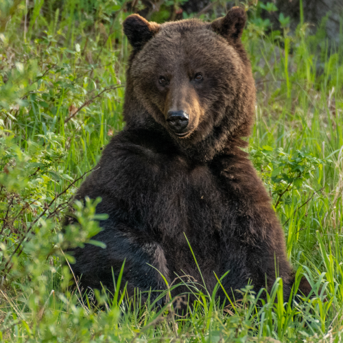 Sow Grizzly Bear Sitting 2
