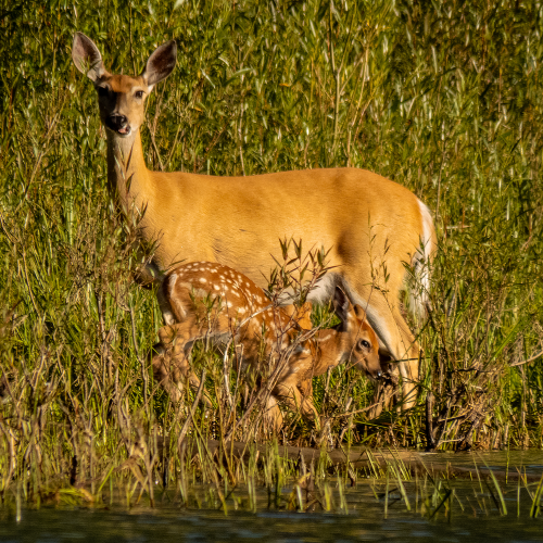 Whitetail Doe And Fawn 1