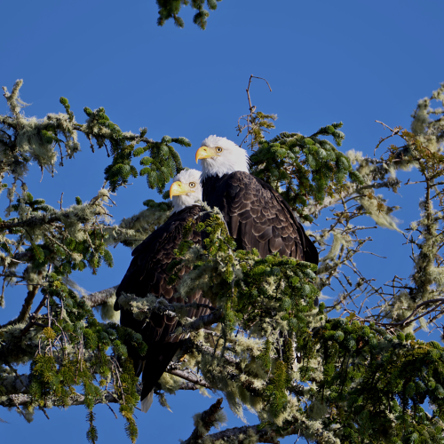 mating pair bald eagles